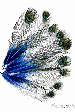 Pauw blauw - 28-33 cm - blauw